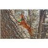 Image 2 : Mountain Lion Hunt with Hounds