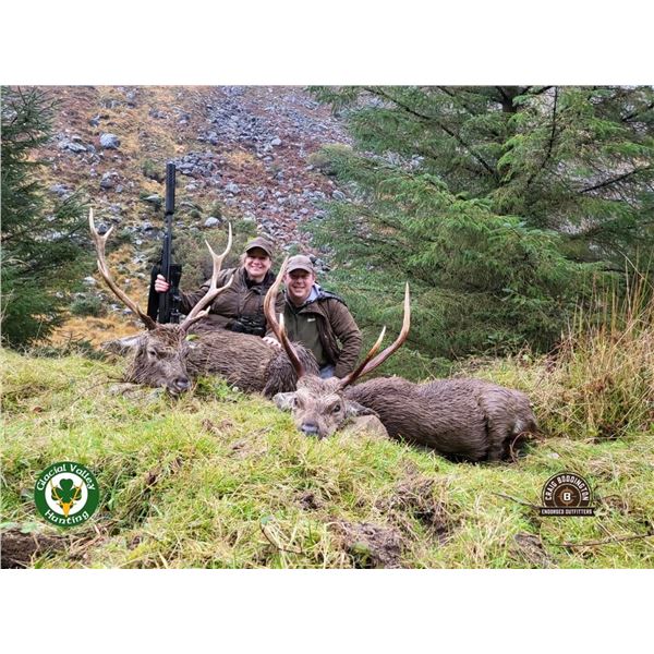 Ireland Hunt for Sika Deer or Red-Sika Deer Hybrid