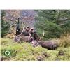 Image 1 : Ireland Hunt for Sika Deer or Red-Sika Deer Hybrid