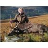 Image 2 : Ireland Hunt for Sika Deer or Red-Sika Deer Hybrid