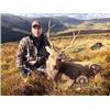 Image 3 : Ireland Hunt for Sika Deer or Red-Sika Deer Hybrid
