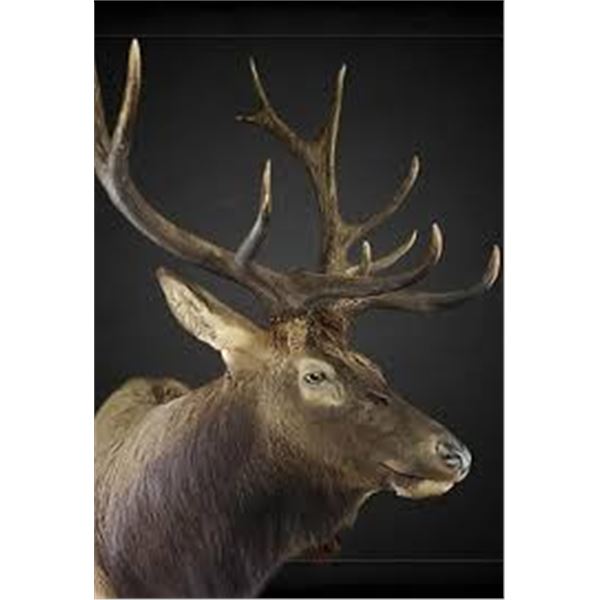 $1,000.00 Taxidermy Credit Toward a minimum of 2 shoulder mounts or 1 life-size