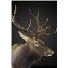 Image 1 : $1,000.00 Taxidermy Credit Toward a minimum of 2 shoulder mounts or 1 life-size