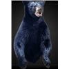 Image 2 : $1,000.00 Taxidermy Credit Toward a minimum of 2 shoulder mounts or 1 life-size