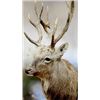Image 3 : $1,000.00 Taxidermy Credit Toward a minimum of 2 shoulder mounts or 1 life-size