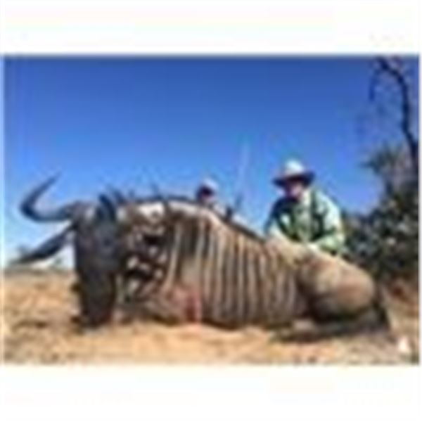Safari for 2 Hunters, 2 Observers, Wildebeest, Hartebeest, Impala and Blesbok