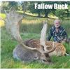 Image 3 : Scotland Red Stag Hunt