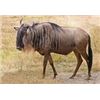 Image 1 : Limcroma Safaris for Two Hunters