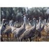 Image 2 : Sandhill Crane Hun t for two Hunters