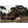 Image 2 : Trophy Texas Exotic Hunt for 2-5 Hunters for Five Trophy Exotics
