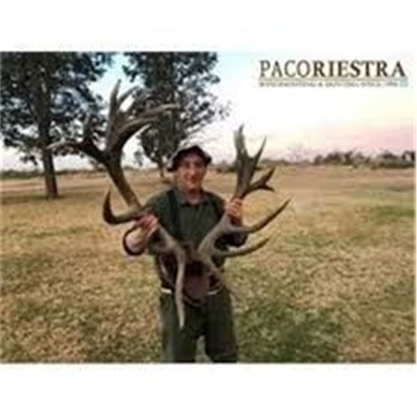 Argentina Red Stag