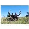 Image 2 : Argentina Red Stag