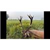 Image 3 : Argentina Red Stag