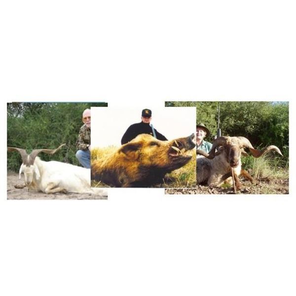 Argentina Hunt- 2 Hunters 1 boar, 1 Ram, 1 Multihorned for each Hunter