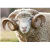 Image 2 : Argentina Hunting 4 Hunters includes 1 Blackbuck, 1 Patagonic Ram + 2 Wild Boars