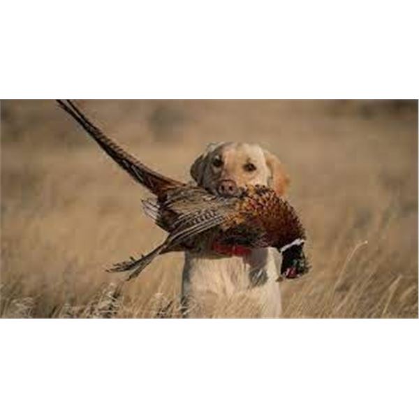 Missouri Pheasant Hunt for 2 Hunters