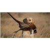 Image 1 : Missouri Pheasant Hunt for 2 Hunters