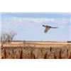 Image 2 : Missouri Pheasant Hunt for 2 Hunters