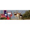 Image 3 : Texas Whitetail and Exotic Hunt