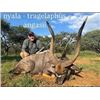 Image 2 : Safari for 2 Hunters/2 Observers including ! Kudu, 1 Nyala, 1 Bushbuck