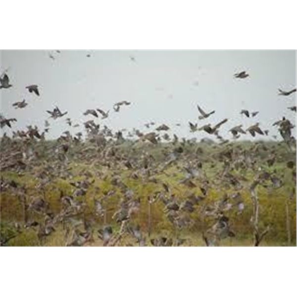 ARGENTINA DOVE SHOOTING FOR UP TO 4 HUNTERS