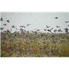 Image 1 : ARGENTINA DOVE SHOOTING FOR UP TO 4 HUNTERS