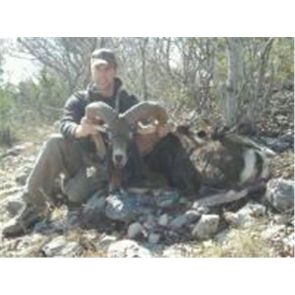 Aoudad Hunt Texas