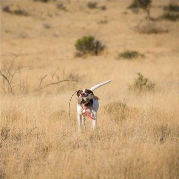 Texas Quail Hunt for 2 hunters, 3 hunting sessions and 2 nights lodging with Divided Find Ranch