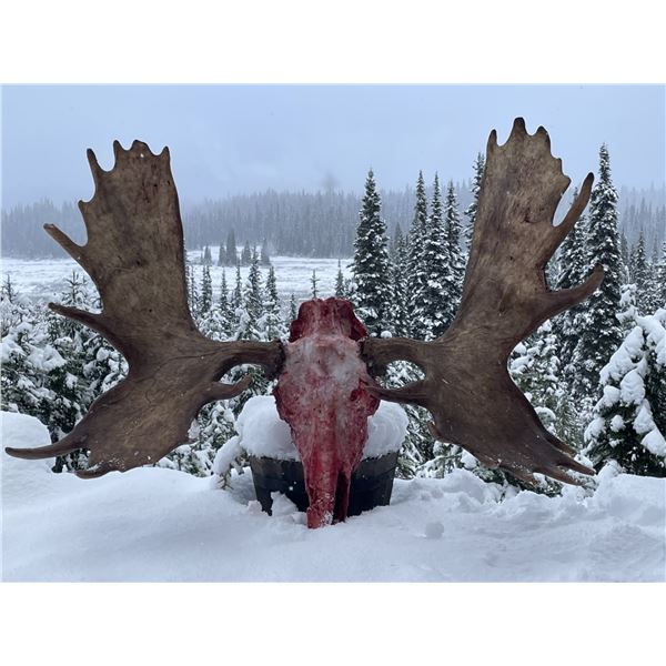 8-day 1x1 Canadian Moose hunt with Mountain Spirit Outfitters in British Columbia