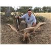 Image 11 : Mouflon Sheep Hunt in Spain with Giuseppe & Curro Carrizosa - SPAIN