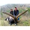 Image 7 : Mouflon Sheep Hunt in Spain with Giuseppe & Curro Carrizosa - SPAIN