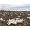 Image 4 : Idaho Snow Goose Hunt for 7 hunters with Four Flyways