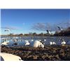 Image 9 : Idaho Snow Goose Hunt for 7 hunters with Four Flyways