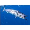 Image 5 : 5-Night Tropical Costa Rica Escape with 2 Days Fishing with Crocodile Bay