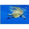 Image 8 : 5-Night Tropical Costa Rica Escape with 2 Days Fishing with Crocodile Bay