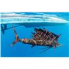 Image 9 : 5-Night Tropical Costa Rica Escape with 2 Days Fishing with Crocodile Bay