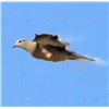 Image 15 : 4-Day Argentina Dove Shooting + Pigeon or Golden Dorado Fishing for Up to 8 hunters