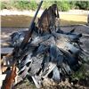 Image 9 : 4-Day Argentina Dove Shooting + Pigeon or Golden Dorado Fishing for Up to 8 hunters