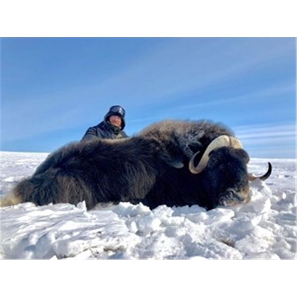 6-day Musk Ox Hunt with Canadian High Arctic Adventures