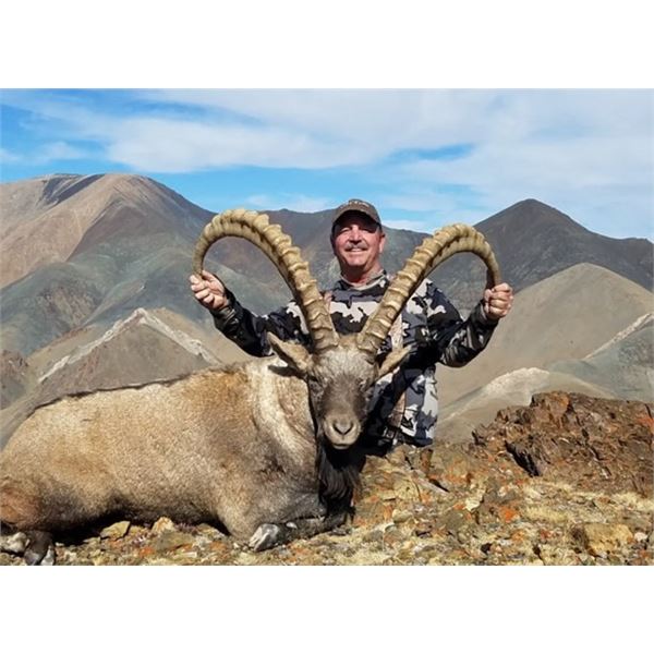 7-Day Altai Ibex hunt with Caprinae Safaris