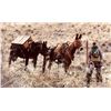 Image 10 : 5-day Winter Backcountry Predator hunt for Wolves, Mountain Lions, and Bobcats in the Frank Church