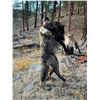 Image 14 : 5-day Winter Backcountry Predator hunt for Wolves, Mountain Lions, and Bobcats in the Frank Church