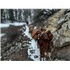 Image 15 : 5-day Winter Backcountry Predator hunt for Wolves, Mountain Lions, and Bobcats in the Frank Church