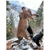 Image 1 : 5-day Winter Backcountry Predator hunt for Wolves, Mountain Lions, and Bobcats in the Frank Church