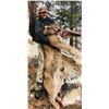 Image 3 : 5-day Winter Backcountry Predator hunt for Wolves, Mountain Lions, and Bobcats in the Frank Church