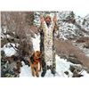 Image 7 : 5-day Winter Backcountry Predator hunt for Wolves, Mountain Lions, and Bobcats in the Frank Church
