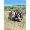Image 3 : Gould’s Mexico Turkey Hunt for Two with Mesquite Mountain Outfitters