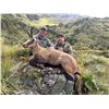 Image 3 : New Zealand 5-Day Chamois Hunt for 1 hunter and 1 non-hunter plus $500 credit towards 2nd Trophy