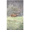 Image 6 : New Zealand 5-Day Chamois Hunt for 1 hunter and 1 non-hunter plus $500 credit towards 2nd Trophy