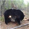 Image 10 : 6-Day Black Bear and Fishing Trip for 1 hunter with Sherwood Outfitters in Northeastern Alberta